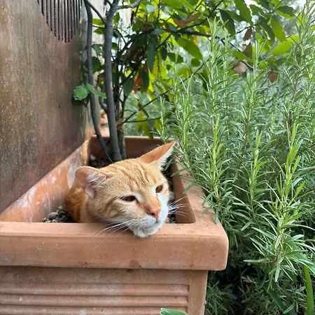 Terracqua Boutique Retreat I Essence Of Tuscany * 키우시